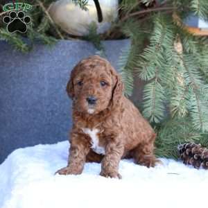 Archer, Mini Goldendoodle Puppy